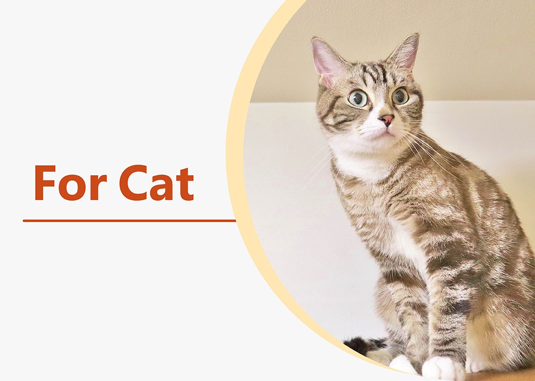for Cats