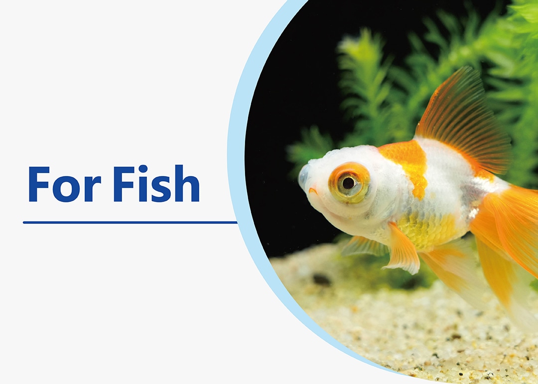 for fish