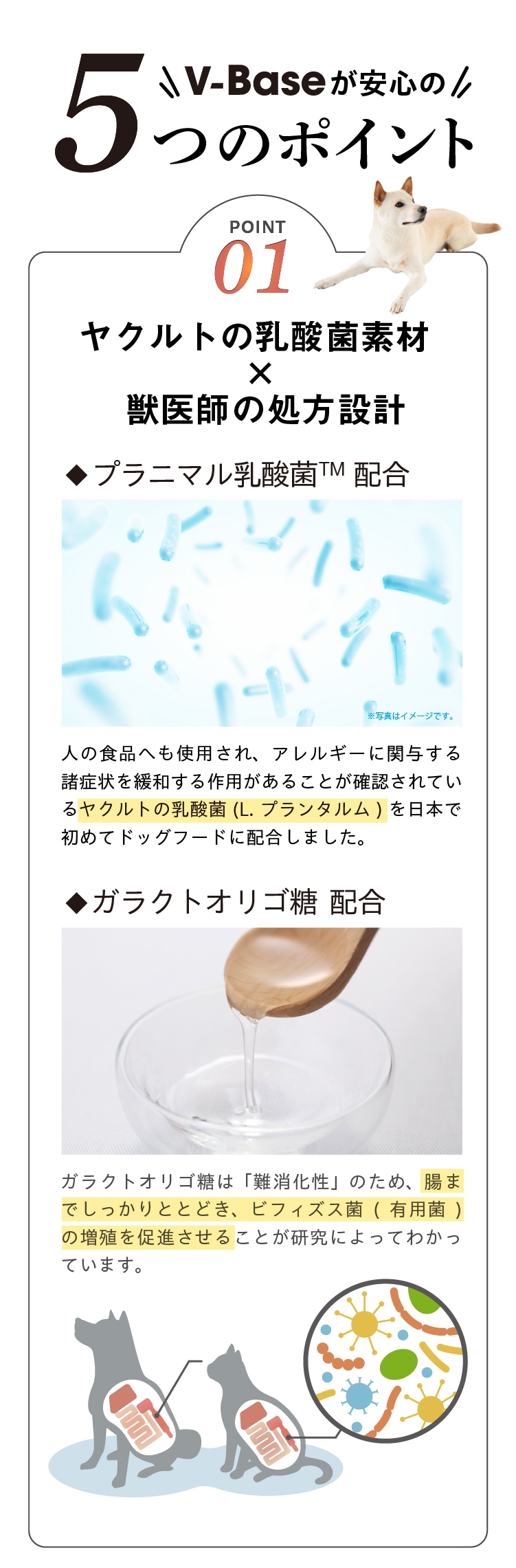 V-Base犬用5つのポイントその1