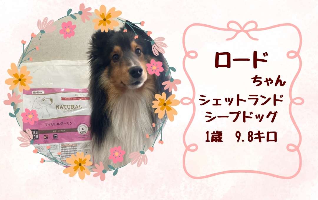 愛犬の写真3