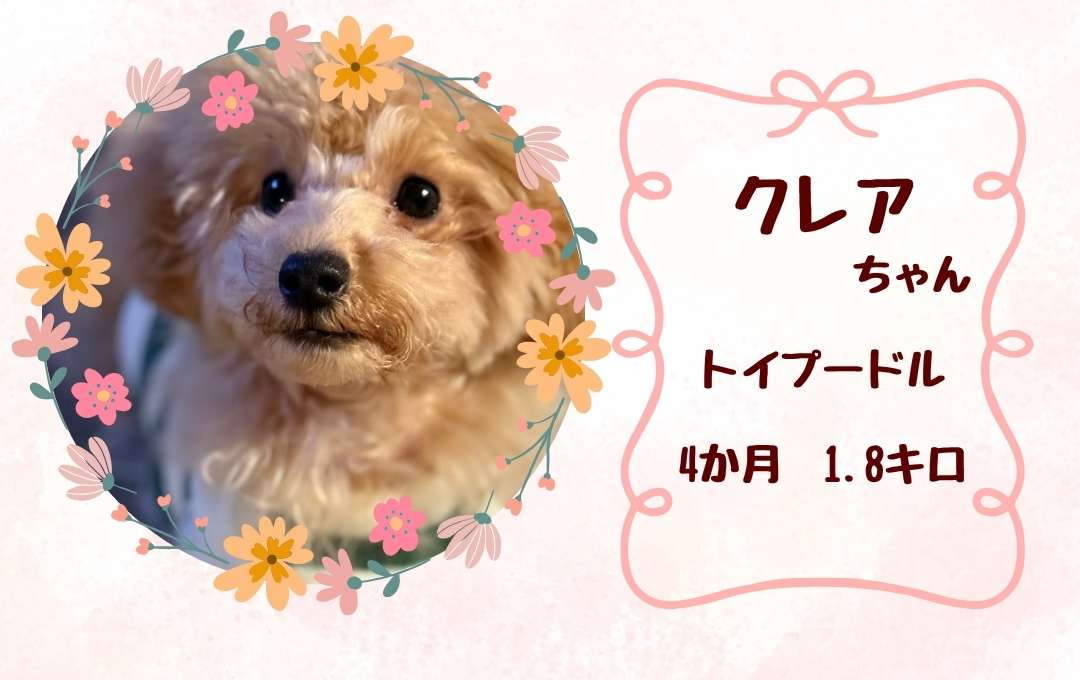 愛犬の写真2