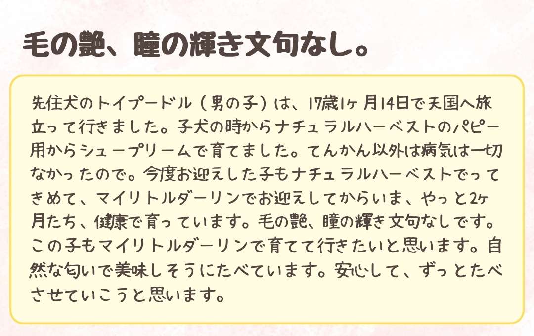 お客様のコメント2