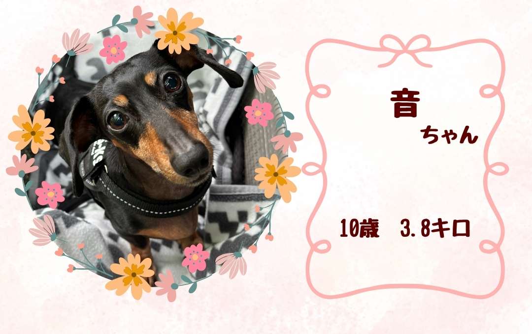 愛犬の写真1