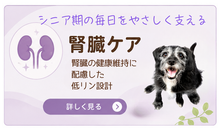 腎臓ケア