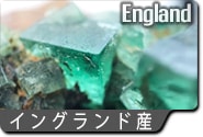 イングランド産蛍