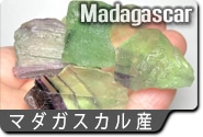 マダガスカル産蛍