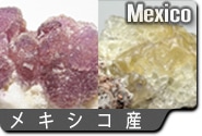 メキシコ産蛍