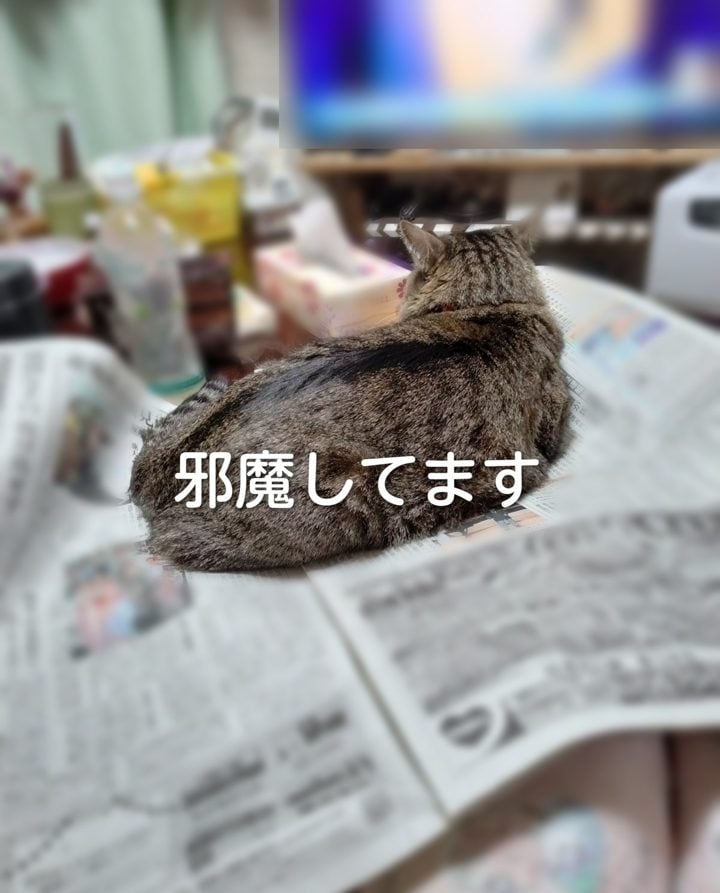 ��ʹ�ξ�Ǥ��Ĥ���ǭ�μ̿��ʤ����ͤ���