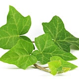 �����襦�������ա��ԥ�����