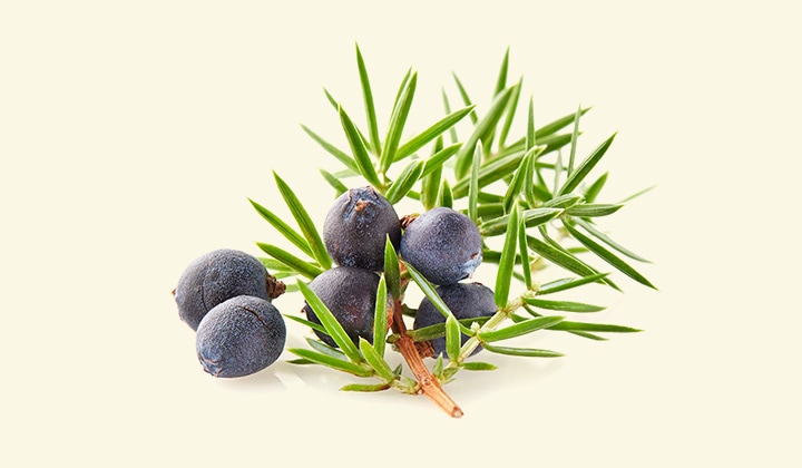 �ͼ���������˥ѡ��٥꡼ ���᡼����