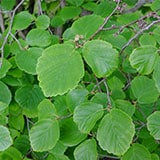 �ϥޥ�ꥹ�ե�����