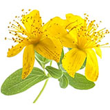 �����襦���ȥ��꥽���֡��ա��ԥ�����