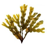 �ҥХޥ�������