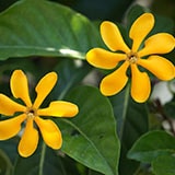 �����ʥ���