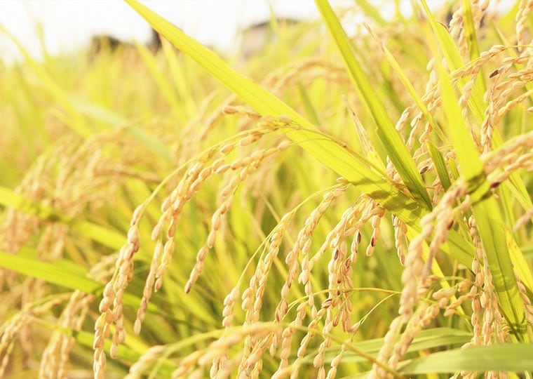 栄養価の高い、国産玄米を使用 イメージ図