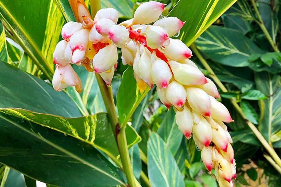 NICORIO ClearPiece クリアピース 本体+歯磨き粉半年分付き NICORIO