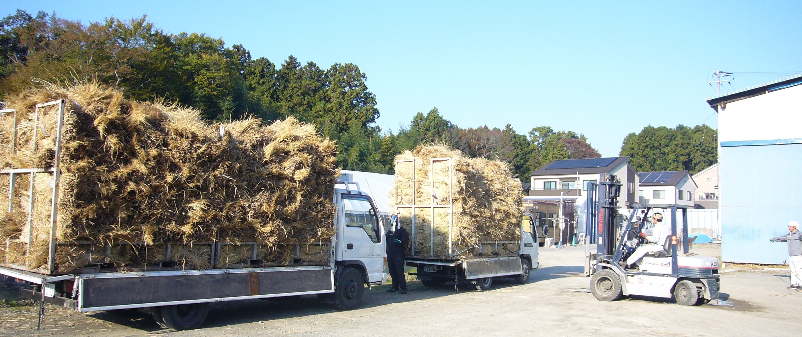 稲わら畳通販の和楽 | 稲わらについて