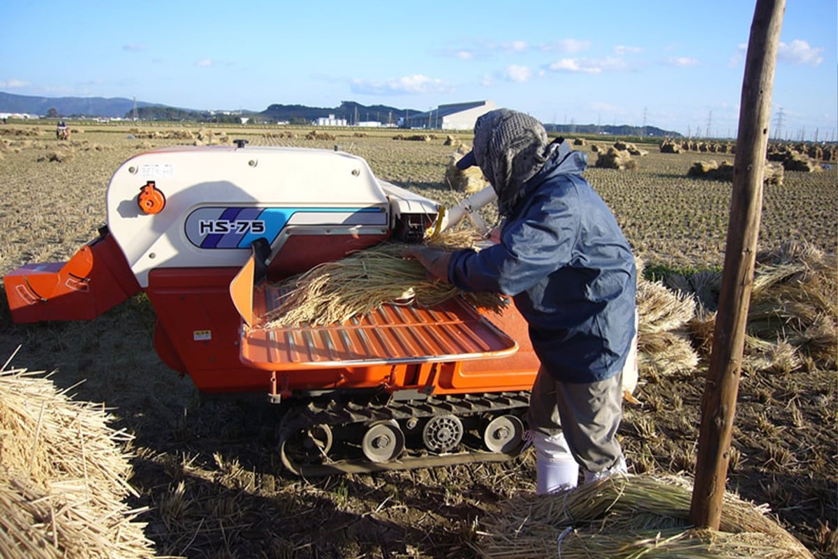 棒かけ自然乾燥された稲の脱穀作業