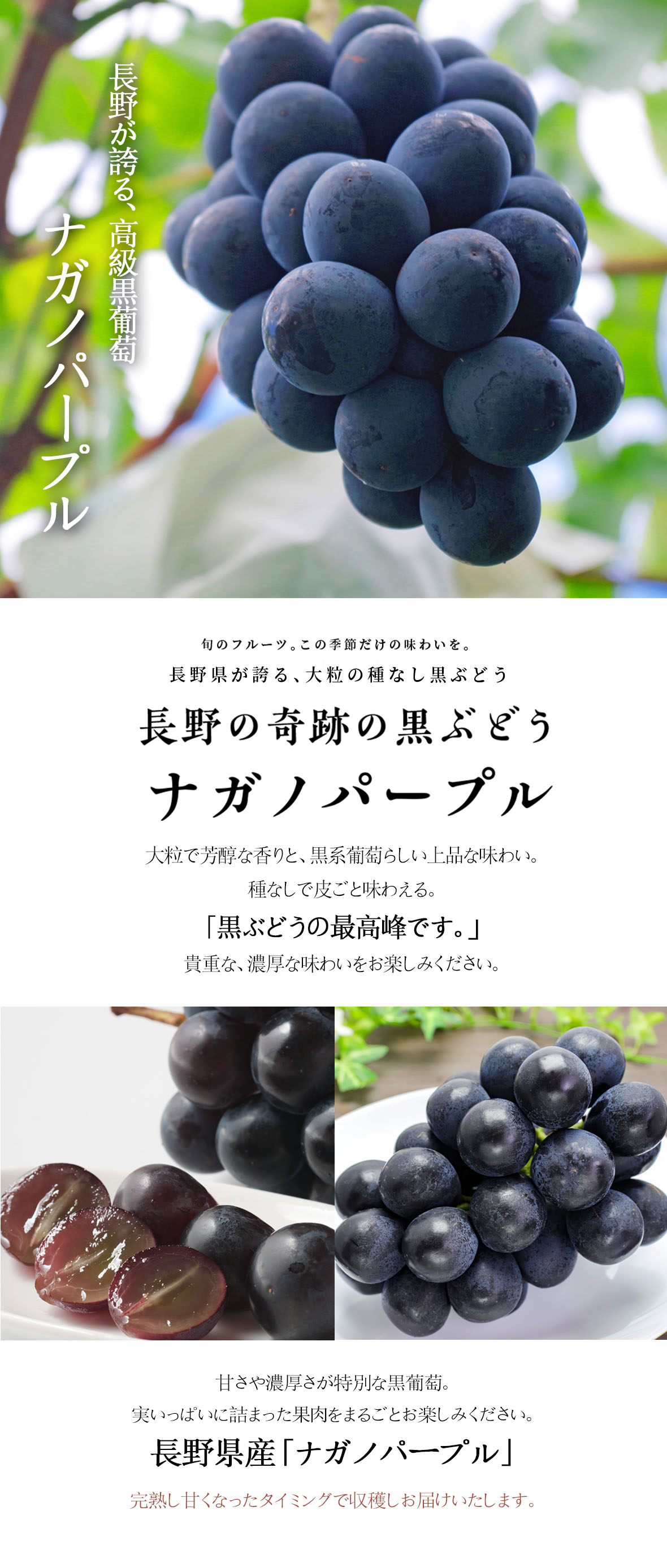 完売御礼 黒葡萄の最高峰 皮ごと食べられるぶどう長野県産 ナガノパープル 1kg 2 3房 販売終了9 25予定 ナガノパープル 技わざ