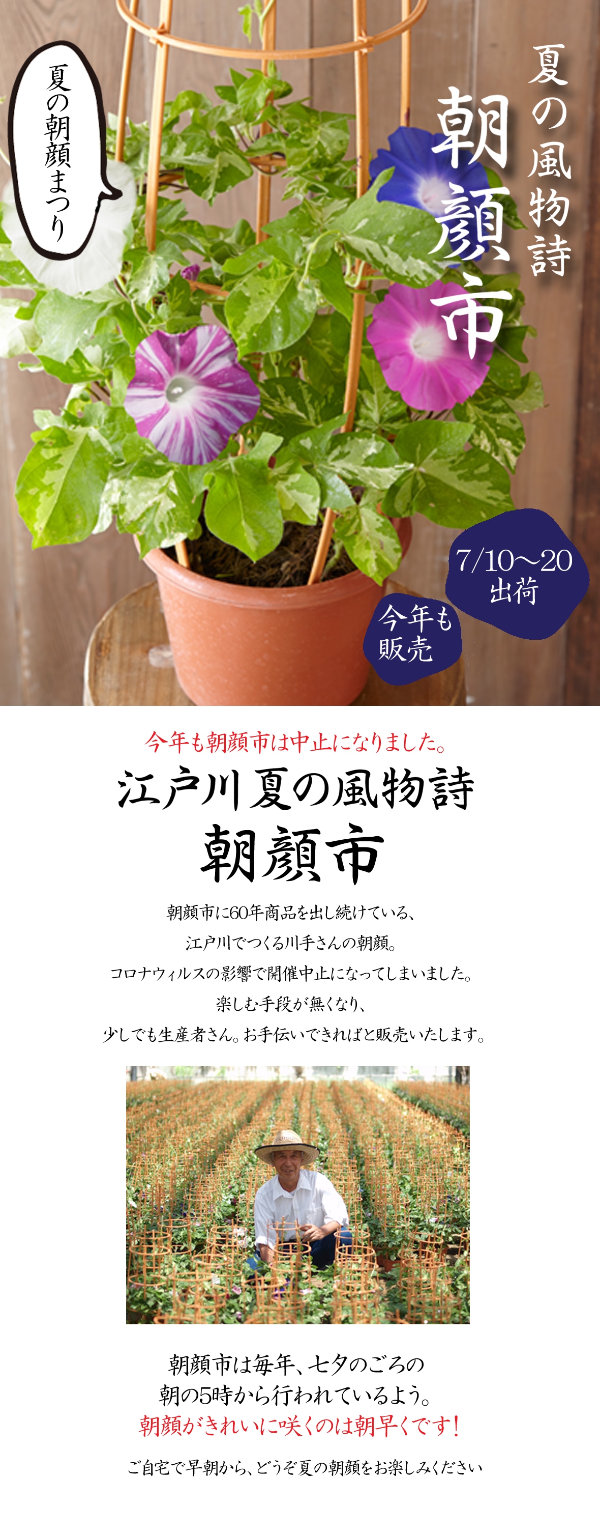 江戸川夏の朝顔市 あさがお 4色植え 7 10 7 出荷 送料込 7 4最終〆切 Lp おすすめ あさがお 技わざ