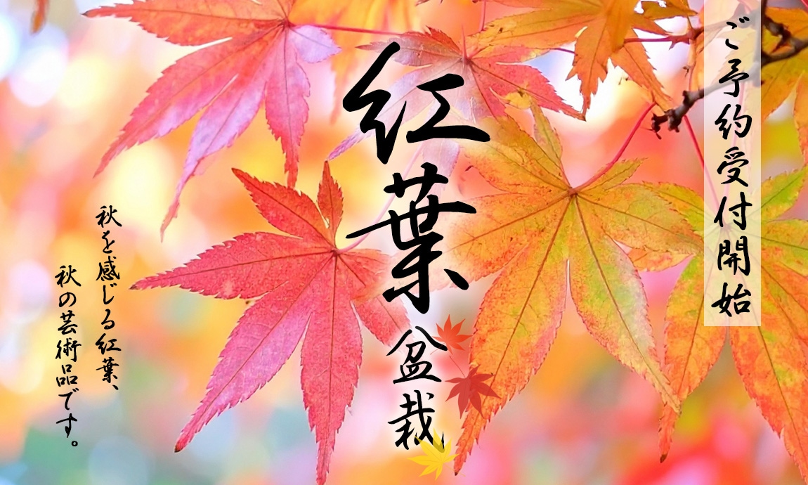 Kiyoto Hanzawa様用　4本中1本　① Kiyoto Hanzawa様用 4本中1本 ③ I-04 小 | 製品詳細