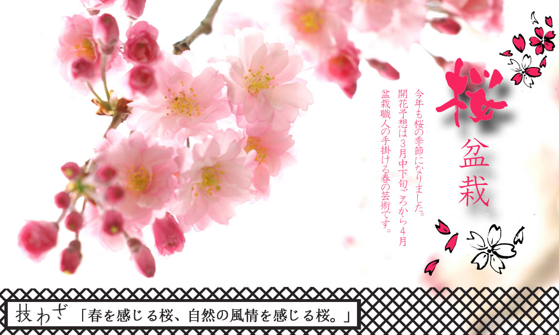 桜盆栽2022