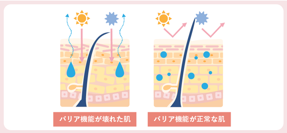 浸透型セラミドが、頭皮のバリア機能をサポート