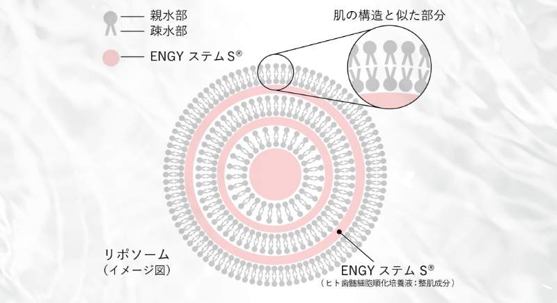美容成分を肌へ届ける浸透テクノロジー