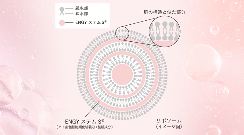 コメ発酵エキス77%とリポソーム化技術で角質層に届く