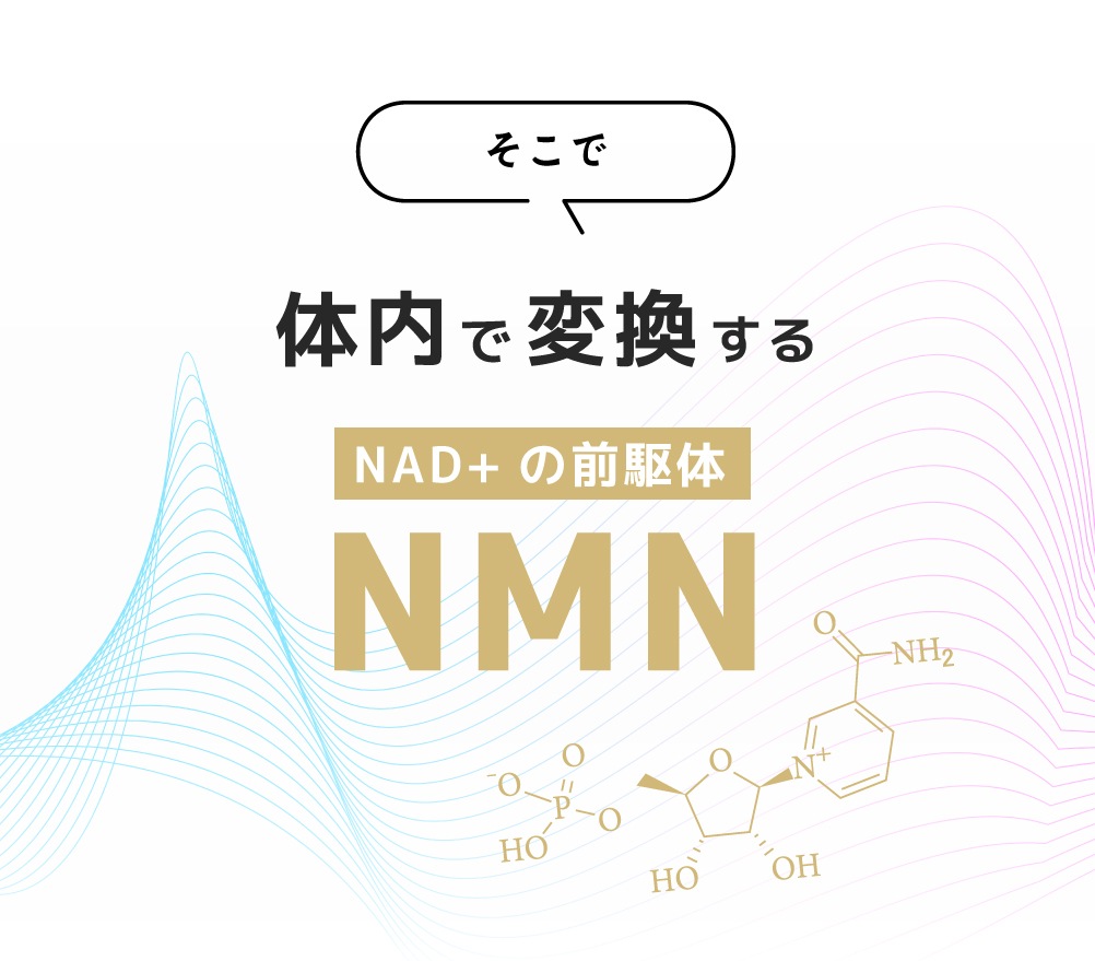 体内変換 NMN NAD+の前駆体
