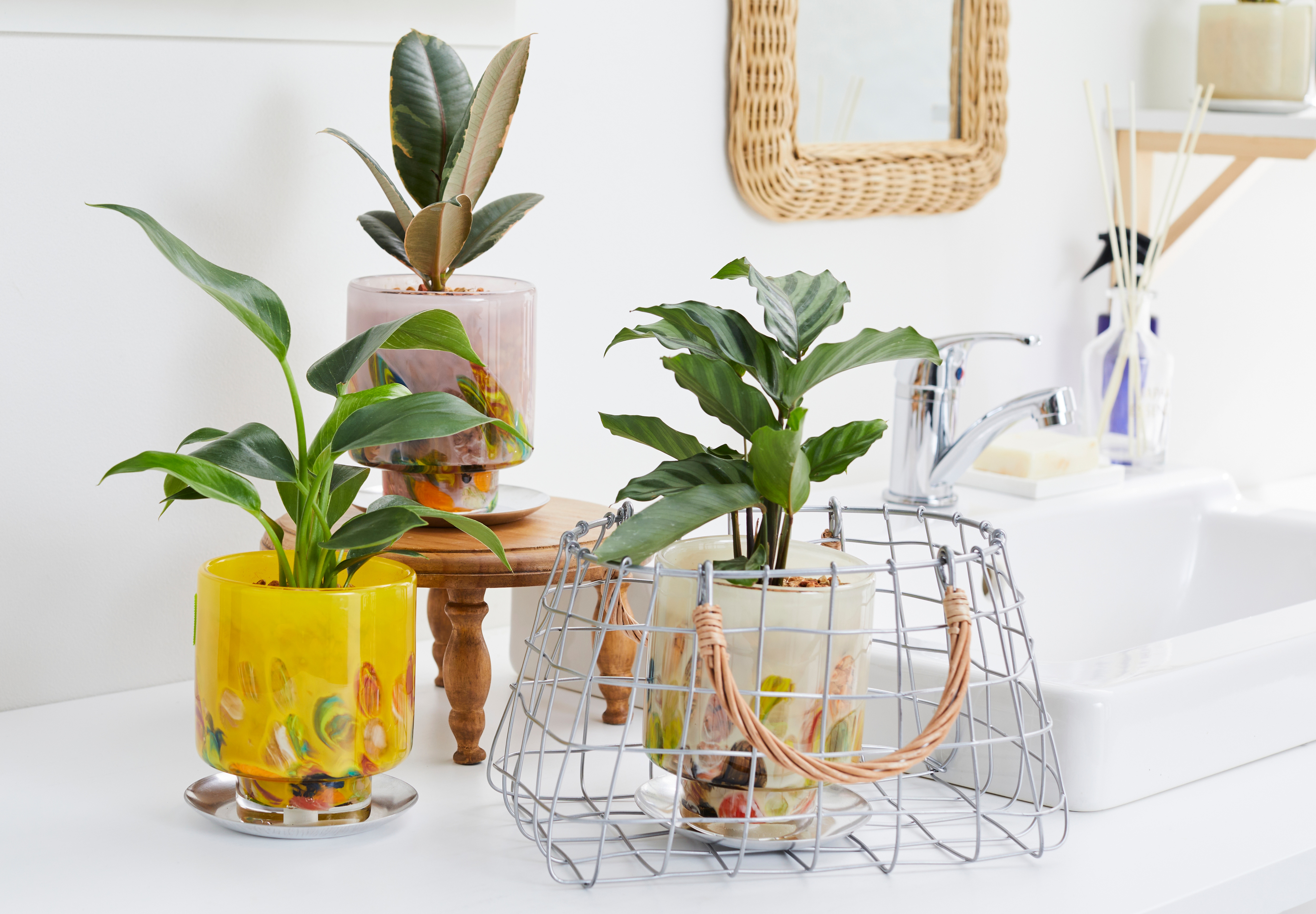 well plants ゼオライト サンセベリア ナローミストホワイト(穴あき鉢