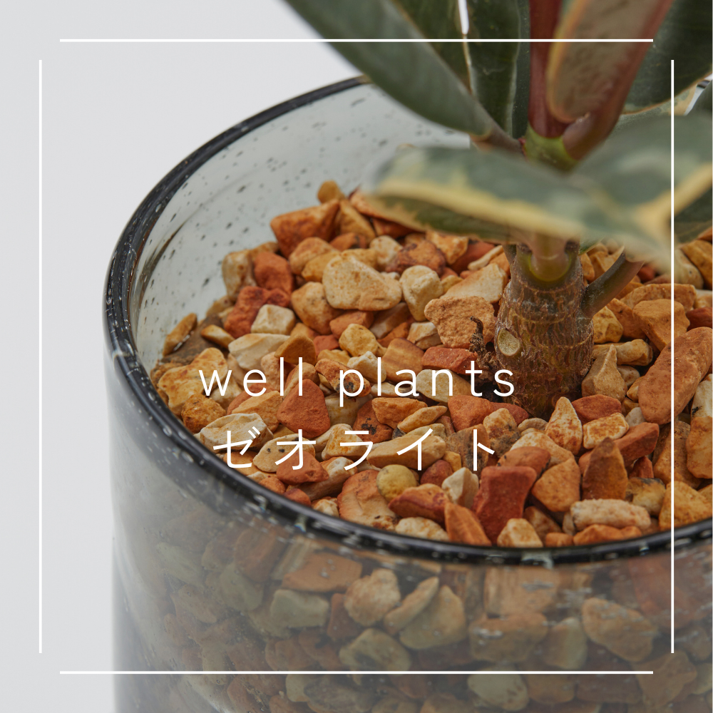 wellplantsゼオライト