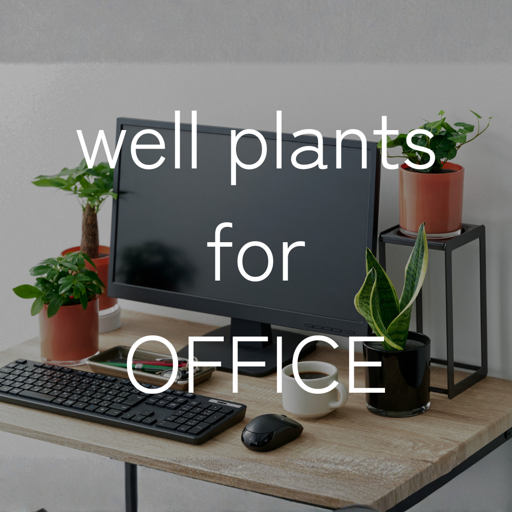 well plants for OFFICE