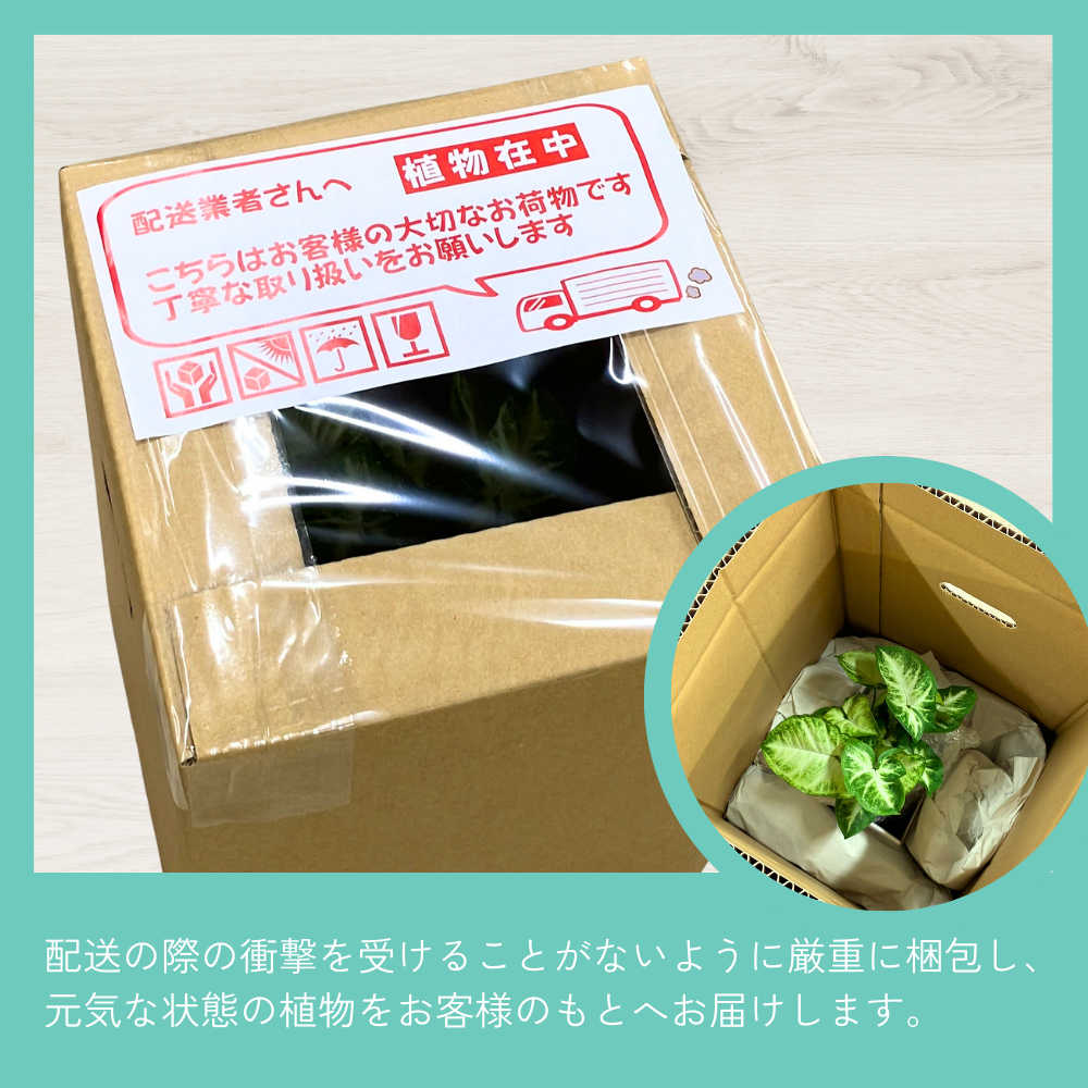 他の植物に植え替えることも可能