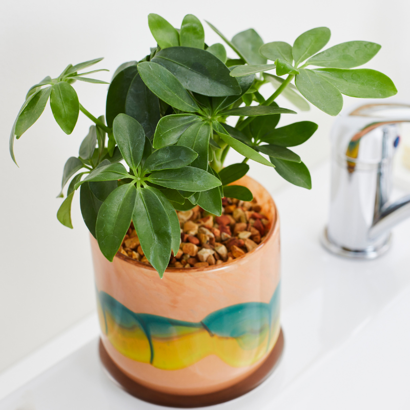 虫がわきにくい