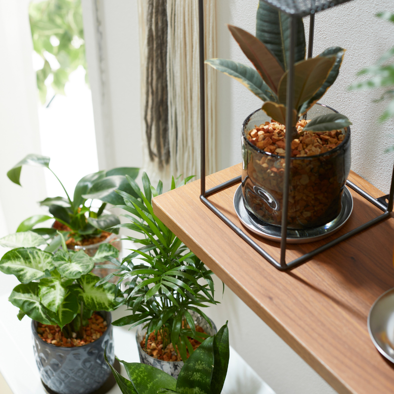 well plants ゼオライト カラテア ガラスアールピンク(穴あき鉢／受皿