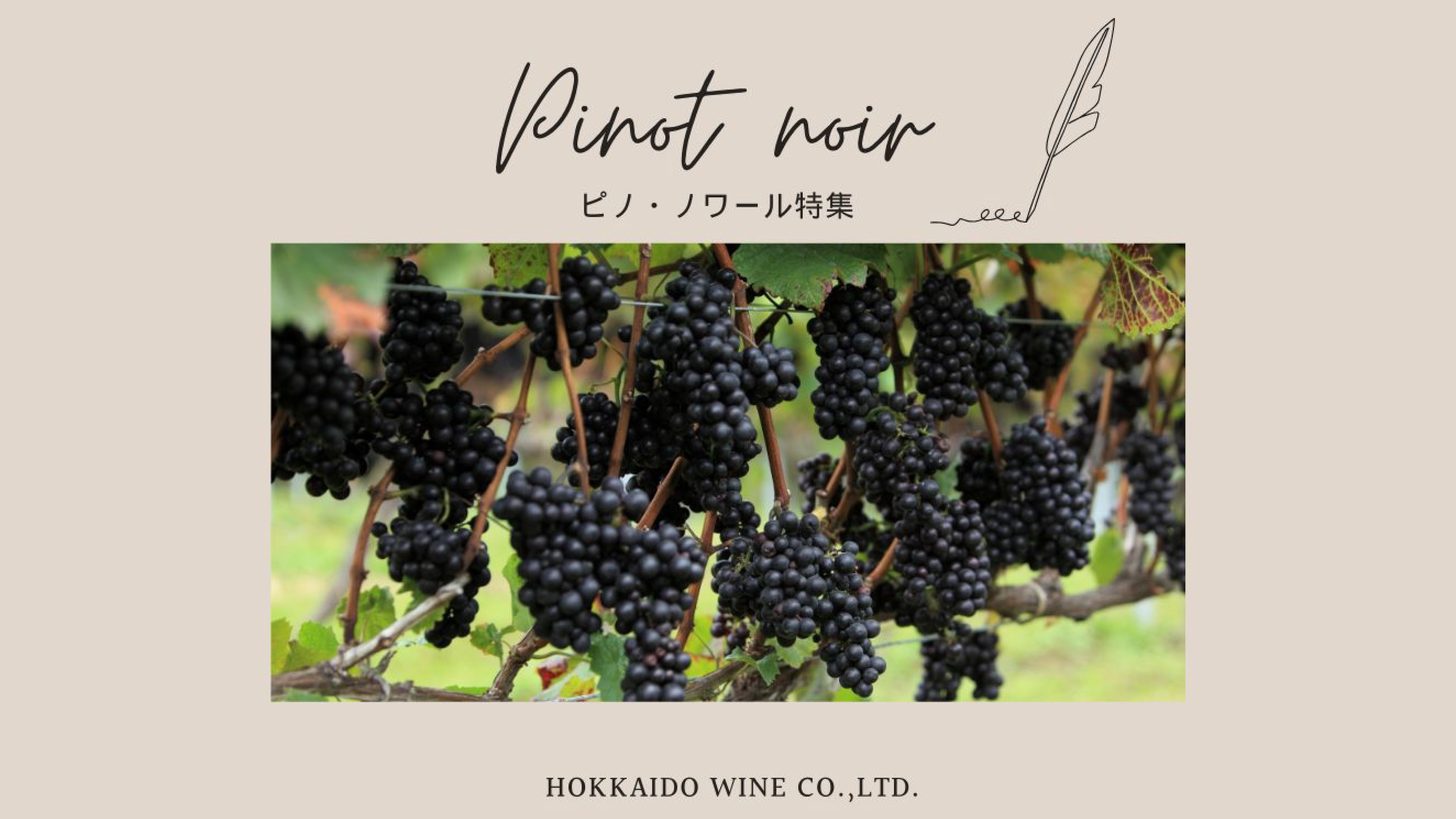 ピノ・ノワール特集