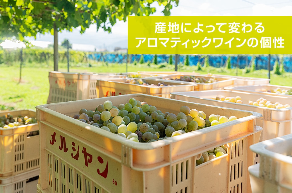 産地によって変わるアロマティックワインの個性