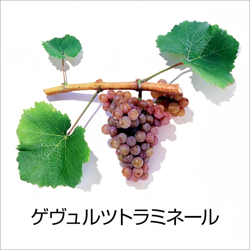 ゲヴュルツトラミネール