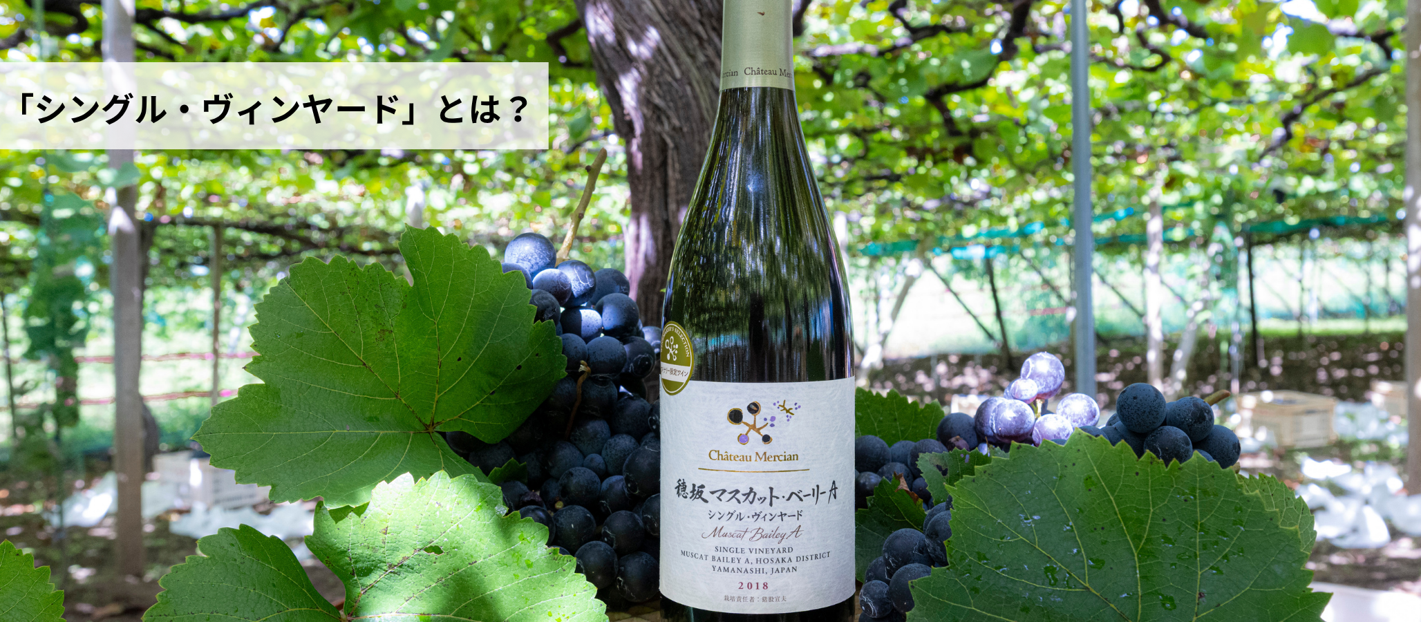 「シングル・ヴィンヤード」とは？
