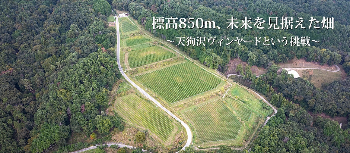 標高約850m、未来を見据えた畑 ── 天狗沢ヴィンヤードという挑戦