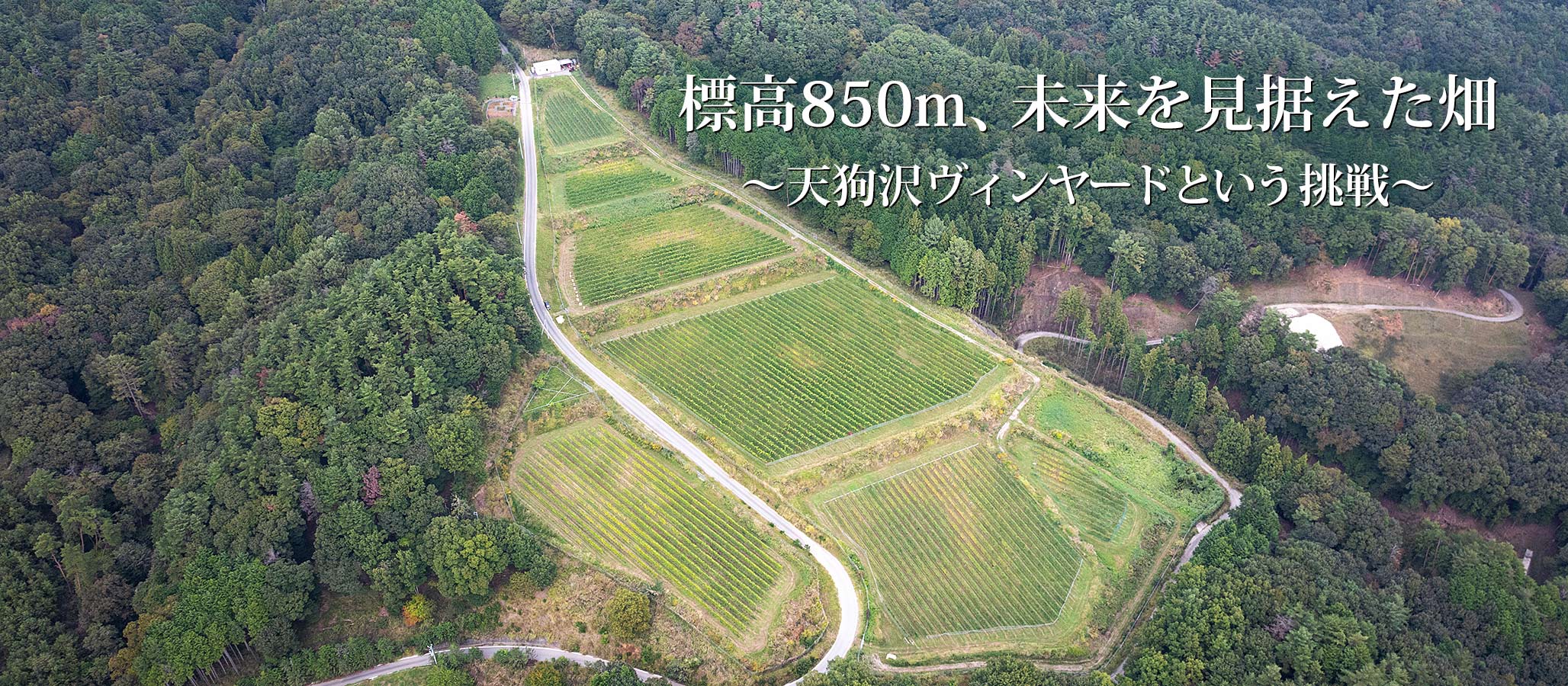 標高約850m、未来を見据えた畑 ─ 天狗沢ヴィンヤードという挑戦