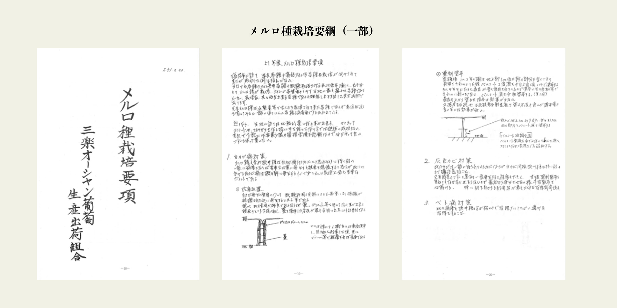メルロ種栽培要綱（一部）