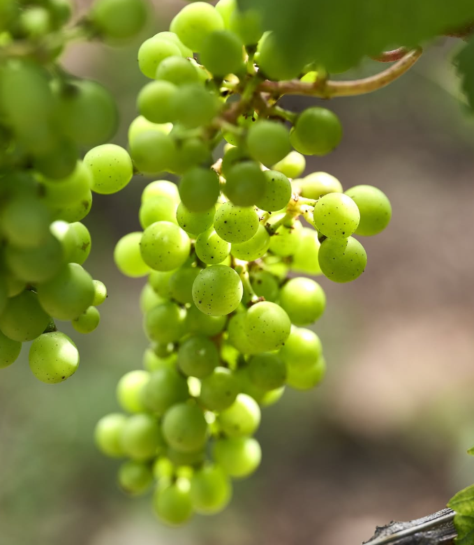 2020】ドメーヌ・ウィリアム・フェーブル シャブリ グラン・クリュ レ