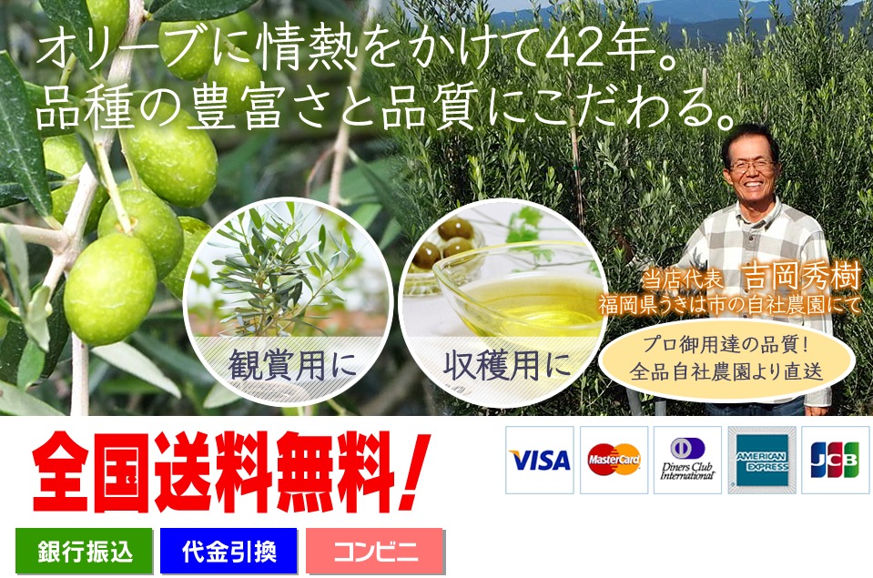 オリーブの木販売、鉢植え通販全国対応｜吉岡さん家のオリーブ園