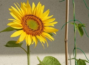 2分で分かる仏壇の買い替えかたサムネイル