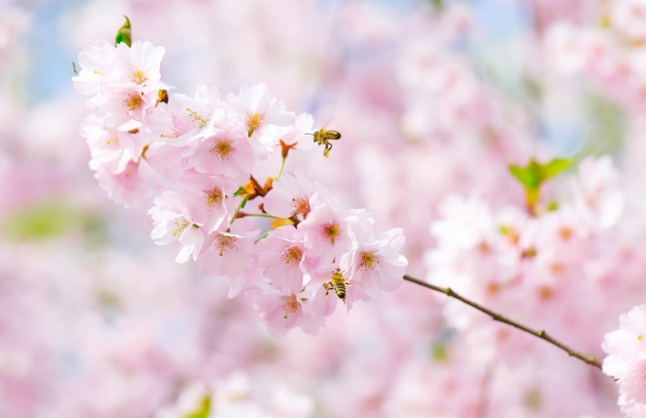 桜