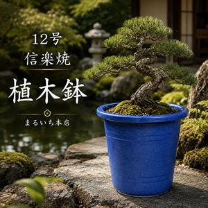 12号県崖植木鉢