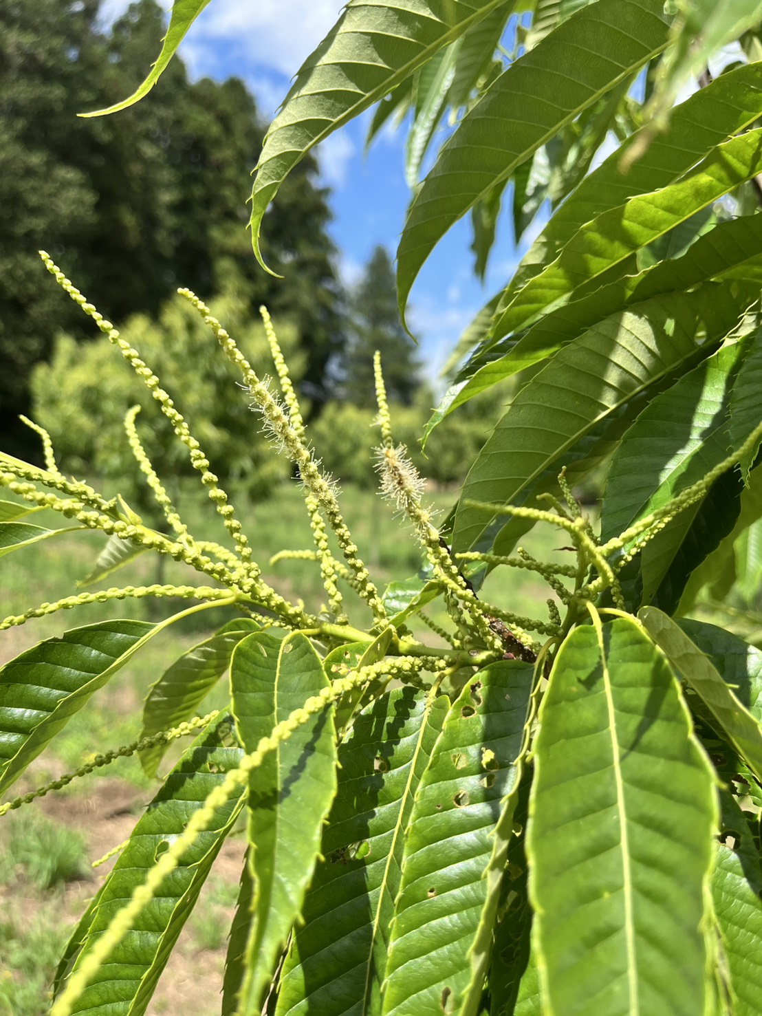 栗の雄花
