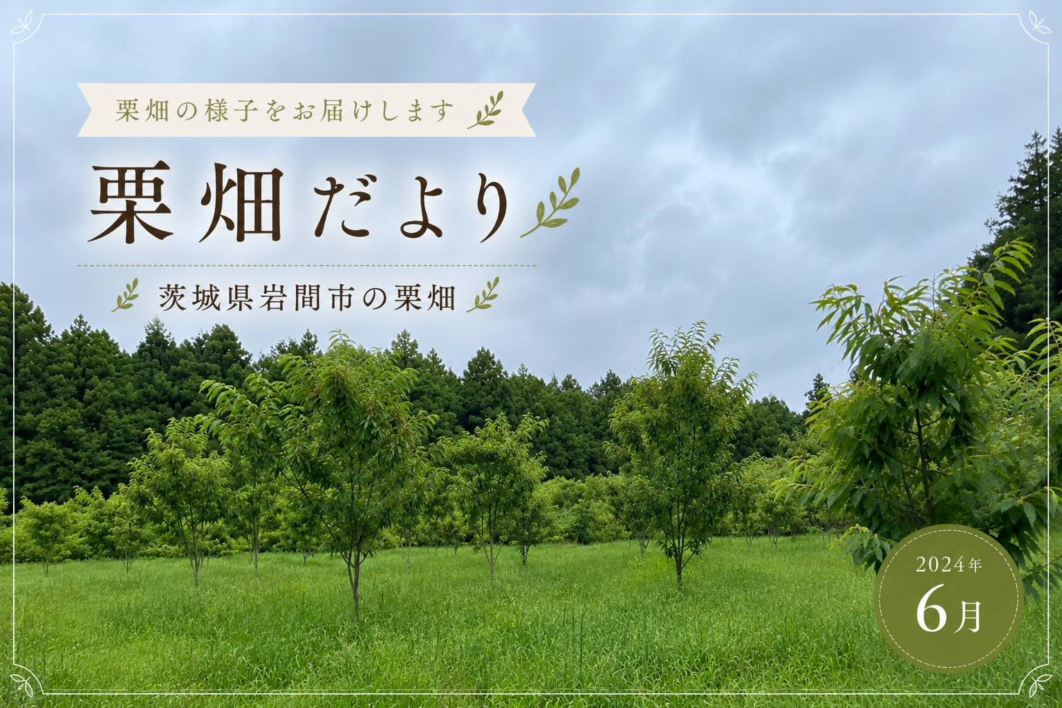 栗畑